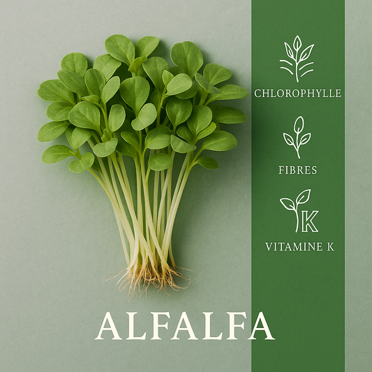 Alfalfa/Luzerne 50gr