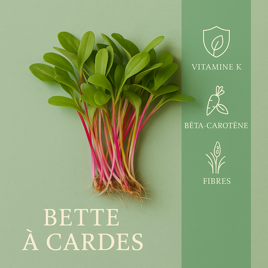 Bette à carde 50gr