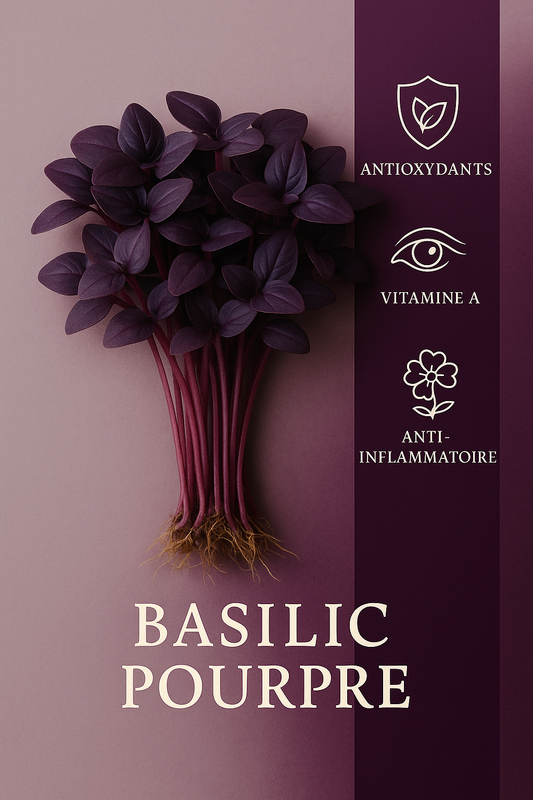Basilic pourpre 50gr