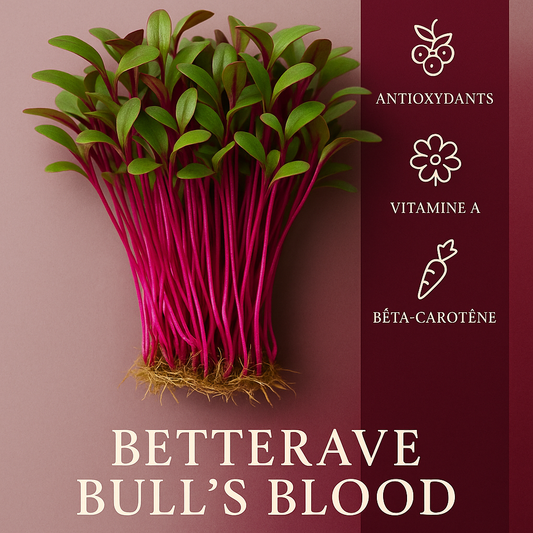Betteraves Bull's Blood 50gr