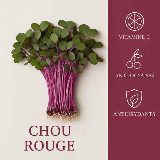 Chou Rouge 50gr