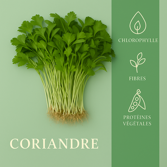 Coriandre 50gr
